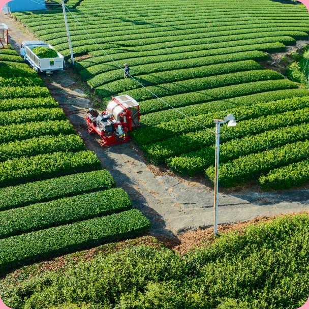 Tea fields with shade-grown matcha plants