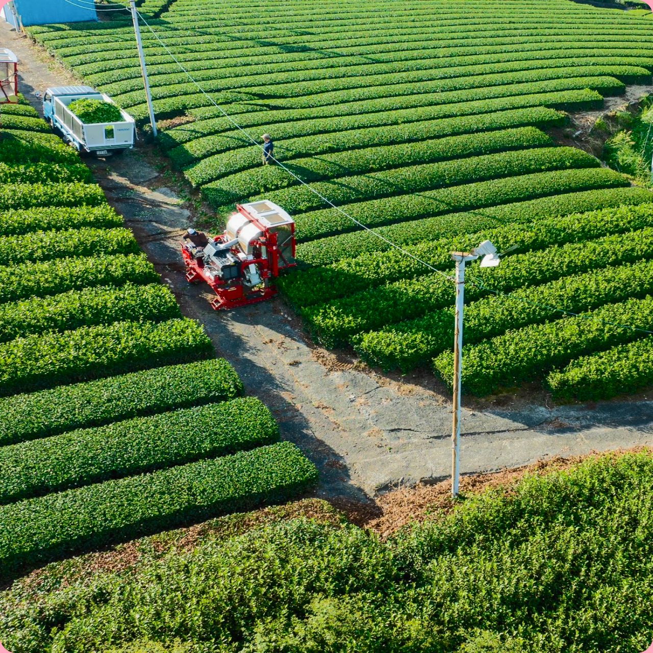 Harvesting machine moving between rows of shade-grown tea